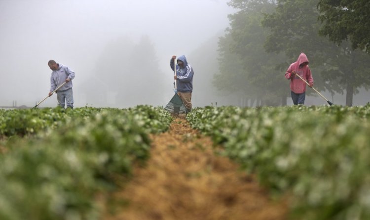 Workers tend to strawberries in the fog at Maxwell's Farm in late May.