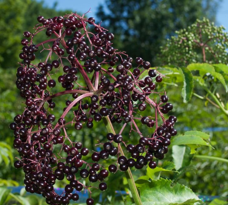 Elderberry varieties are being tested to see which might grow best in Maine.