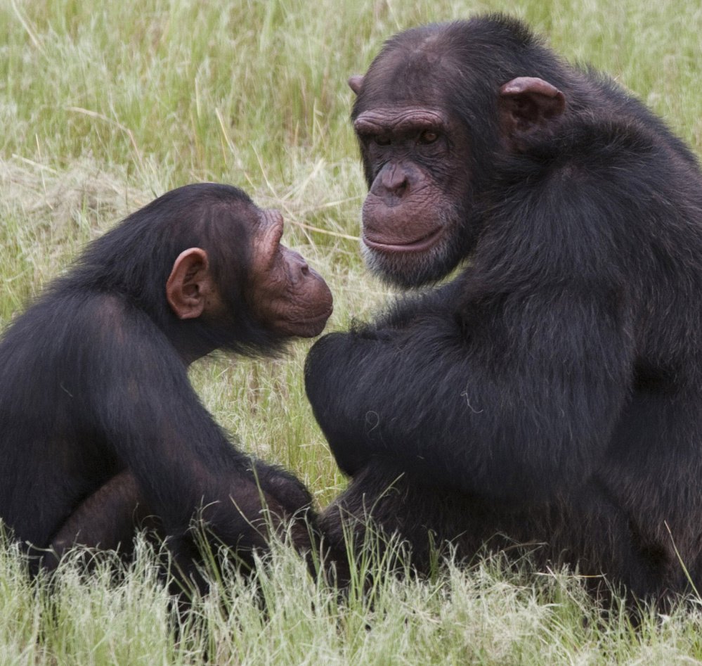 Chimpanzees got their day in court Thursday, but failed to win human legal rights.