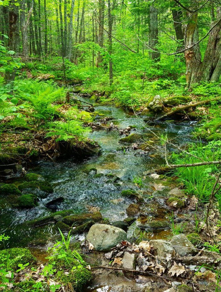 The initiative started in 2002, with the goal of connecting the Damariscotta and Sheepscot rivers. That connection has not yet been made, but there are still plenty of trails to enjoy a nature ramble.