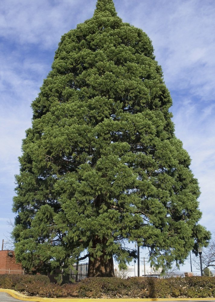 This sequoia in Boise, Idaho, will be moved so a hospital may expand.