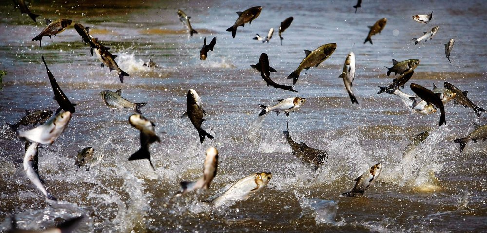 Jumping Asian carp feed off the muck-filled floodwater off President's Island in Memphis, Tenn. The Illinois Department of Natural Resources and the Asian Carp Regional Coordinating Committee reported Friday the finding of a silver carp in the Calumet River.