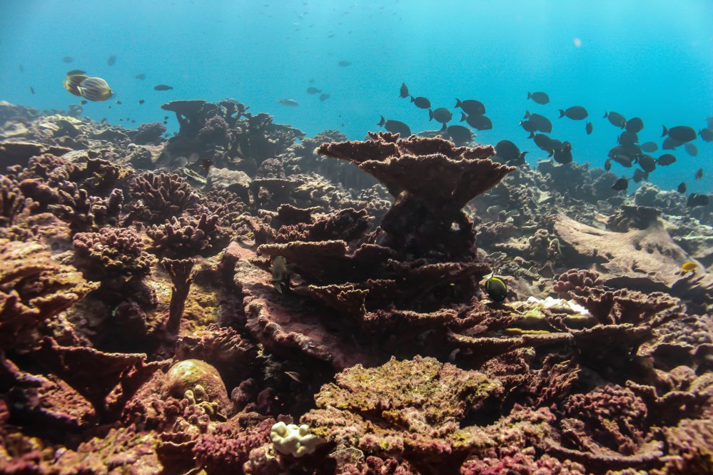 Warming waters and disease are killing coral.