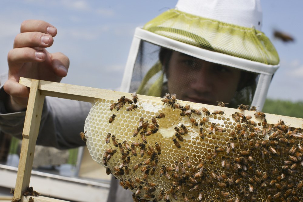 Volunteer Ben Merritt checks honeybee hives for queen activity and performs routine maintenance as part of a collaboration between the Cincinnati Zoo and TwoHoneys Bee Co., in Mason, Ohio, in 2015. For more than a decade, the populations of honey bees and other key pollinators have been on the decline.