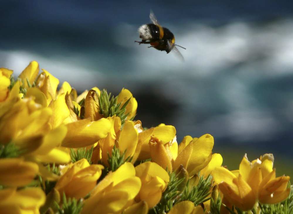 A bumble bee hovers over gorse in England. A new study shows that a common and much-criticized pesticide dramatically weakens already vulnerable honeybee hives.