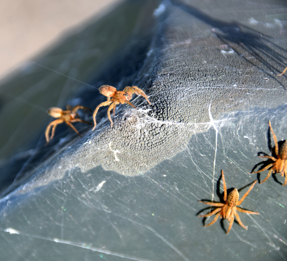 Little wolf spiders go ballooning in the Unity park last month.