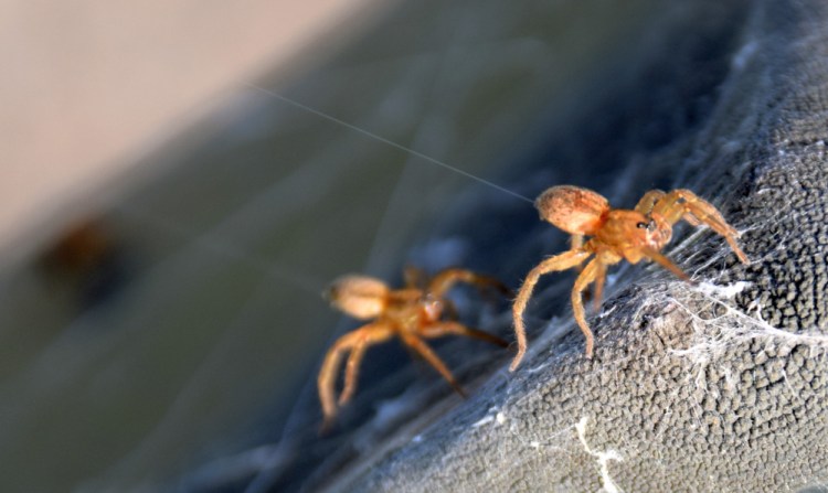 Two young wolf spiders throw out lines of silk to go ballooning in the Unity park last month.