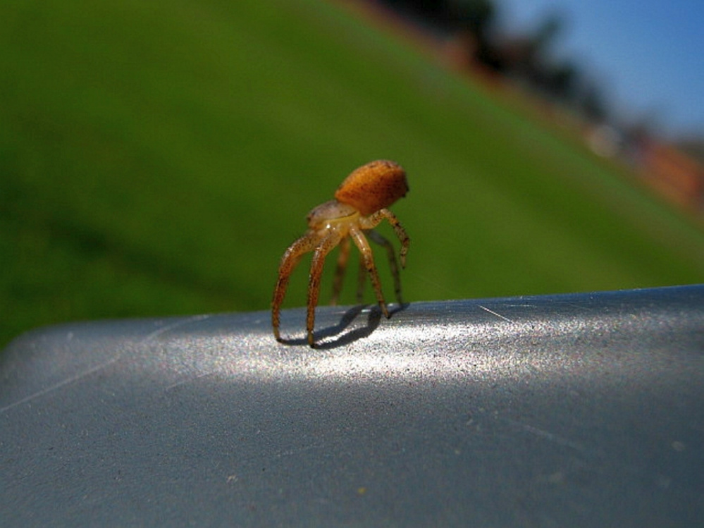 A young crab spider tiptoes in preparation to go ballooning in late summer in the Unity park.