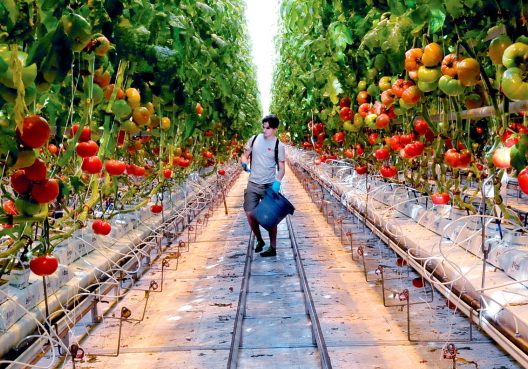 A Backyard Farms employee works in January 2014 in one of the greenhouses at the Madison facility. The Madison tomato grower has been purchased by a Canadian produce company.