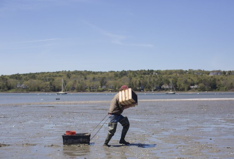 Scientist Brian Beal carries his experimental clam boxes on the mudflats of the Harraseeket River in May. Beal says that hoping a winter deep-freeze kills off predator green crabs is not the way to save Maine's clamming industry, but aquaculture may be.