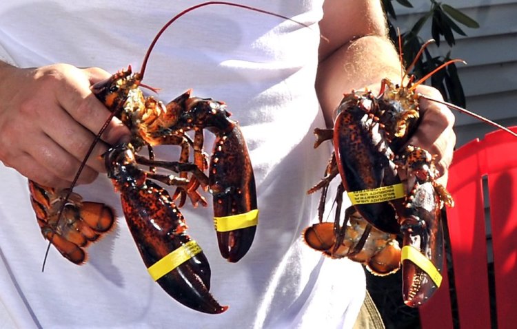 Members of Maine's lobster industry say they still expect a healthy catch this year, but it appears to be arriving somewhat late compared to recent years, when the catch has soared to record-setting levels.