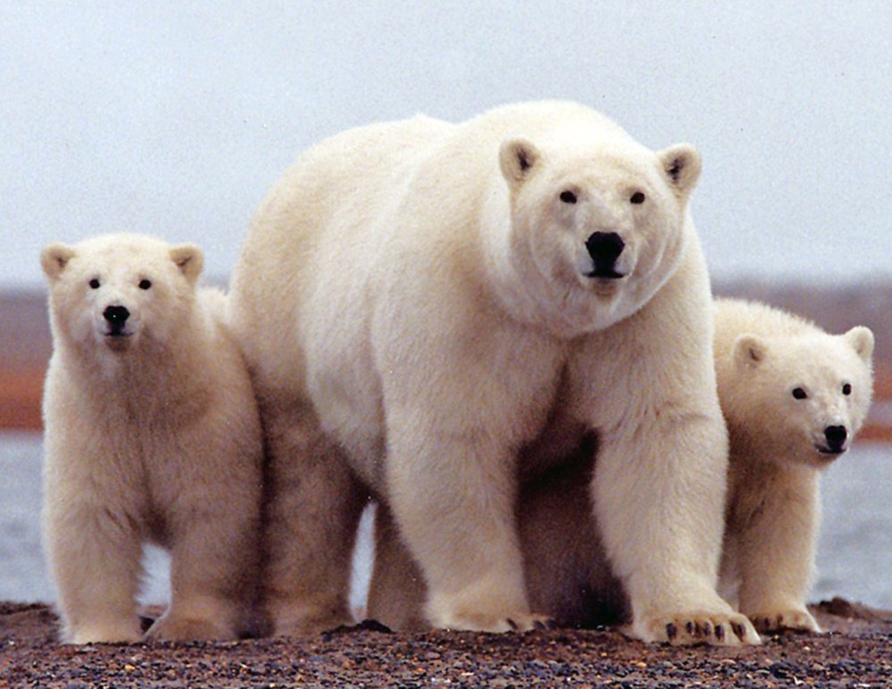 The period from 2010-14 saw 15 polar bear attacks on humans – an upswing blamed on the effects of climate change.