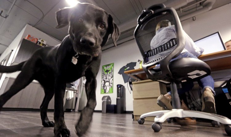 Jack, belonging to Geniuslink co-owner Jesse Lakes, roams the office in Seattle, where employees' perks include canine companions, Bose noise-canceling headphones, soccer tickets, Amazon gift cards and daily lunches at nearby restaurants.
