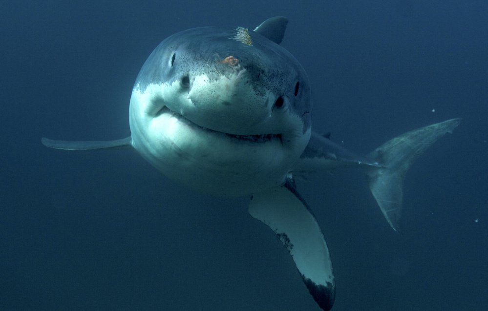 More great white sharks are being tracked along the East Coast after being tagged with receivers in their dorsal fins, and some have followers on Twitter.