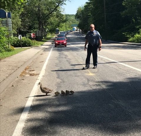 An officer assists with Thursday's duck walk in Brunswick, as drivers stop.