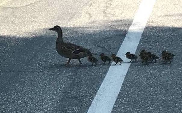 A mother duck and her ducklings make their way across Mill Street in Brunswick.