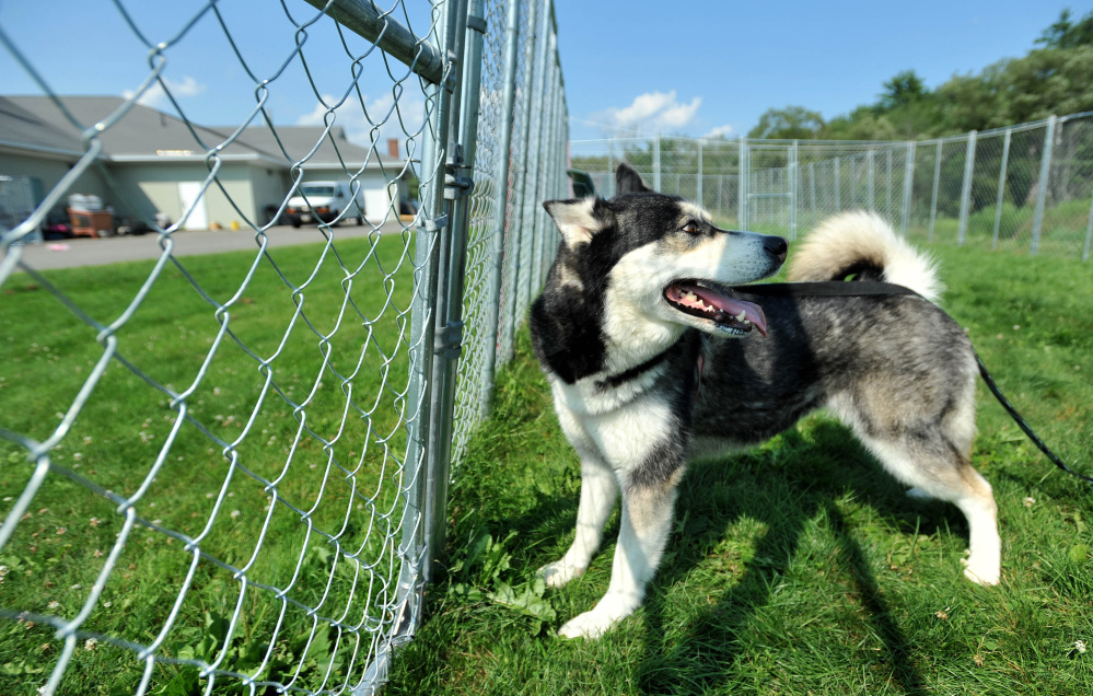 Dakota, a Siberian husky in trouble for killing one dog and injuring another, plays in the outside cage area at the Humane Society Waterville Area in Waterville on Friday.
