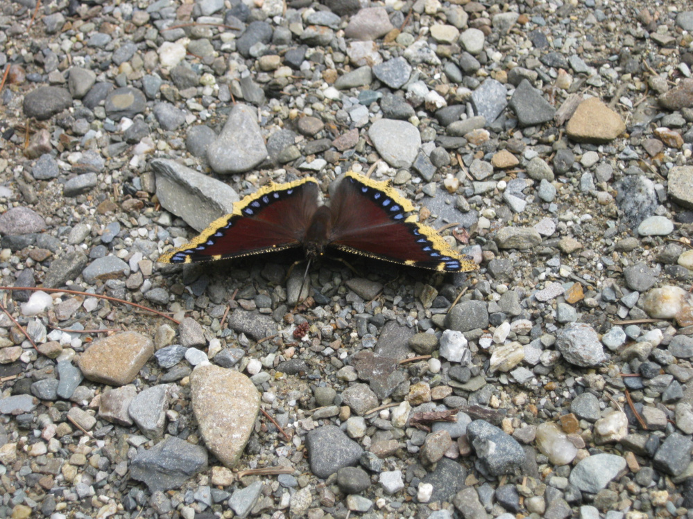 A mourning cloak butterfly in Troy.