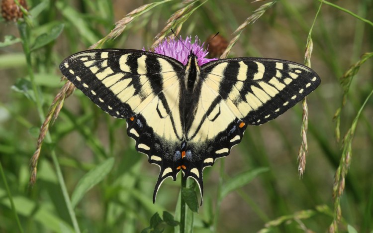 A Canadian tiger swallowtail butterfly in Ontario.