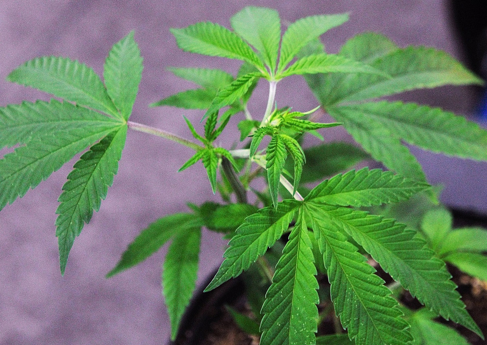 This small marijuana plant was on display during the Medical Marijuana Caregivers Home Grown Maine Trade Show last year at the Augusta Civic Center.