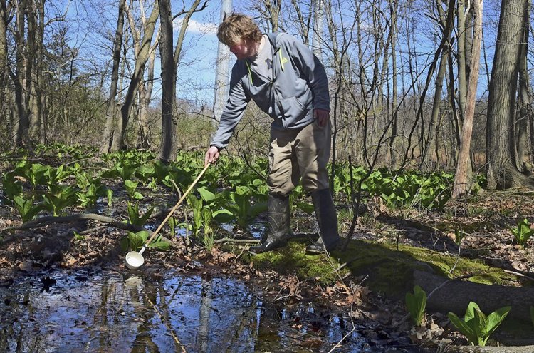 An employee of All Habitat Services LLC of Branford, Conn., scoops water from a swamp in Milford, Conn., on April 17. The Northeast Regional Climate Center at Cornell University reports that it was the fourth-wettest spring on record from West Virginia to Maine, raising concerns about a corresponding spike in mosquito-borne illnesses. 