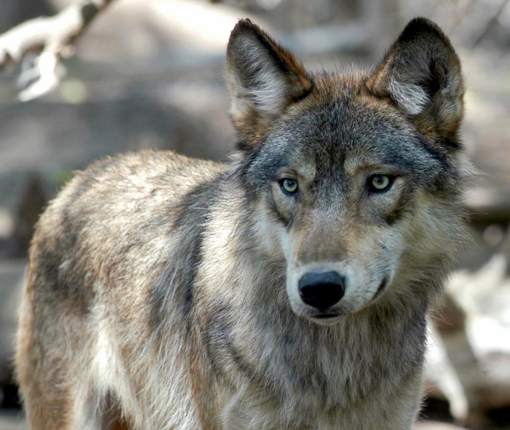 Gray wolves were almost exterminated in the Upper Midwest before they got federal protection.