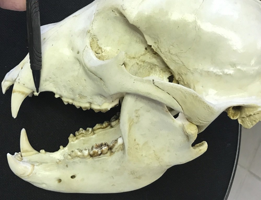 Photo provided by the Maine Department of Inland Fisheries & Wildlife Division shows the type of tooth extracted from bears that are harvested by hunters in Maine.