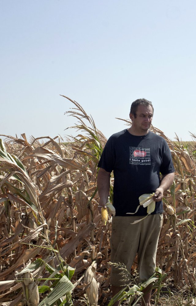 Farmer Pavel Tordaj stands in his field of corn, which has been decimated by drought, in the village of Padina in northern Serbia on Thursday.