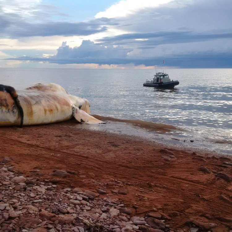 A dead right whale is beached near Norway, Prince Edward Island, in this contributed undated photo. Endangered North Atlantic right whales have had the worst die-off on record, with at least 12 of the mammals killed in Atlantic Canada and New England waters this summer.