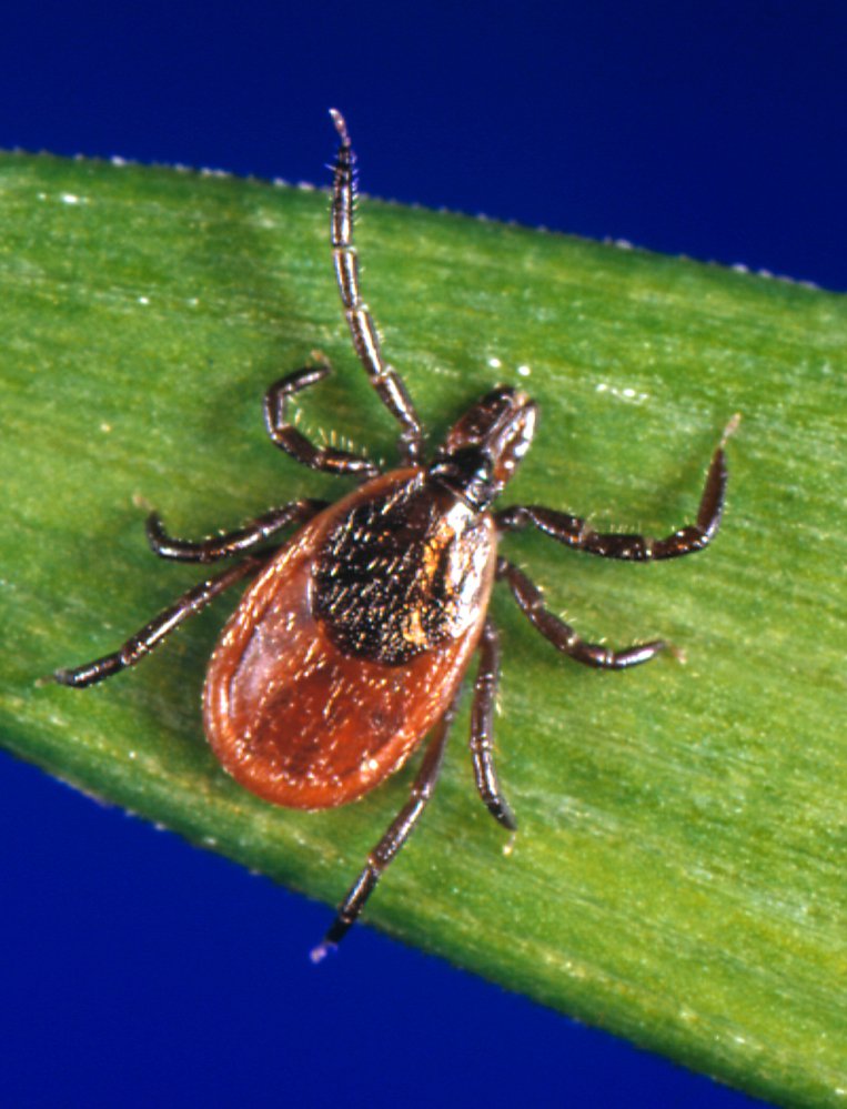 Scientists are developing a new way to catch early-stage Lyme disease, caused by the bite of the blacklegged or deer tick, above.
