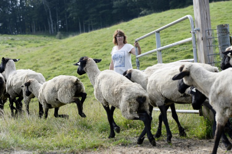 Lisa Webster holds a gate as her sheep go from one pasture to another at North Star Sheep Farm at Collyer Brook Farm in Gray. Some groups accuse large agriculture organizations such as the American Farm Bureau of stoking fear from an Obama-era interpretation of the Clean Water Act in 2015. Staff photo by Shawn Patrick Ouellette