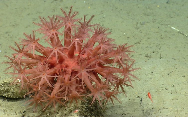 This photo made during the Northeast U.S. Canyons Expedition 2013 shows Anthomastus coral. Environmentalists and fishing groups say they are prepared for a legal battle over Interior Secretary Ryan Zinke's decision to preserve the Northeast Canyons and Seamounts Marine National Monument.