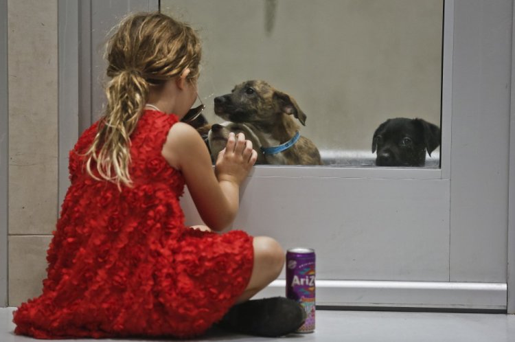 Alba Crivello, 7, separated by a glass door, plays with puppies at the Animal Haven animal shelter Thursday in New York. The puppies are among new arrivals from Puerto Rico.