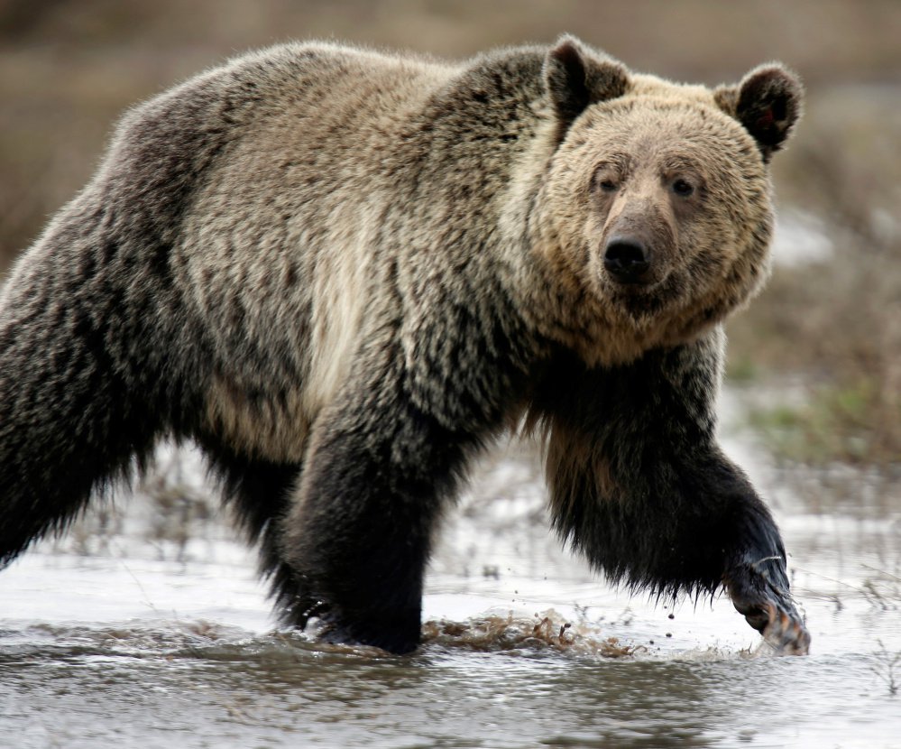 Idaho, Montana and Wyoming are planning limited public hunting of the region's roughly 700 grizzlies.