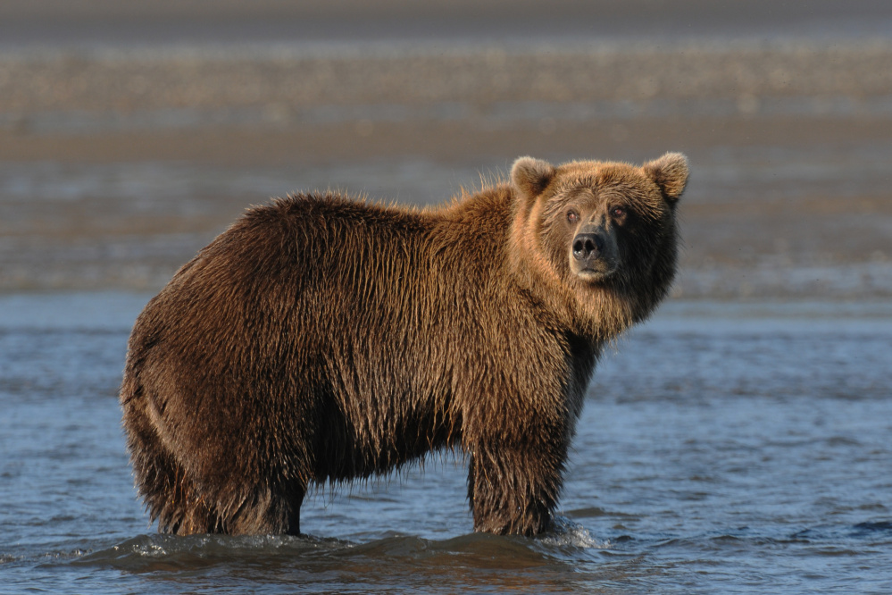 Gary Westerhoff will present a Narrated Slide Show: "Grizzlies and Friends" at 7 p.m. Friday, Aug. 4 at the RFA Lakeside Theater, 2493 Main St. in Rangeley.