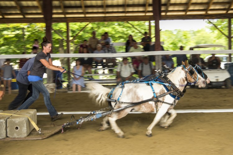Mini-horses are shown here during a pulling completion Saturday at the Monmouth Fair.