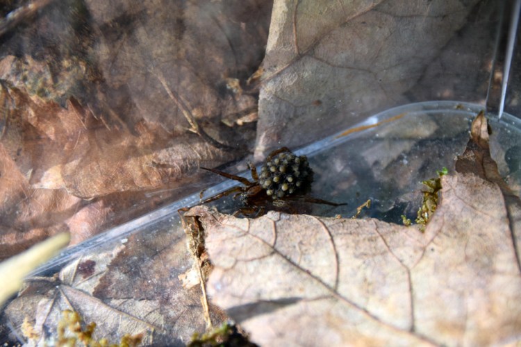 A mother wolf spider carrying her babies around on her back last month in Steuben.