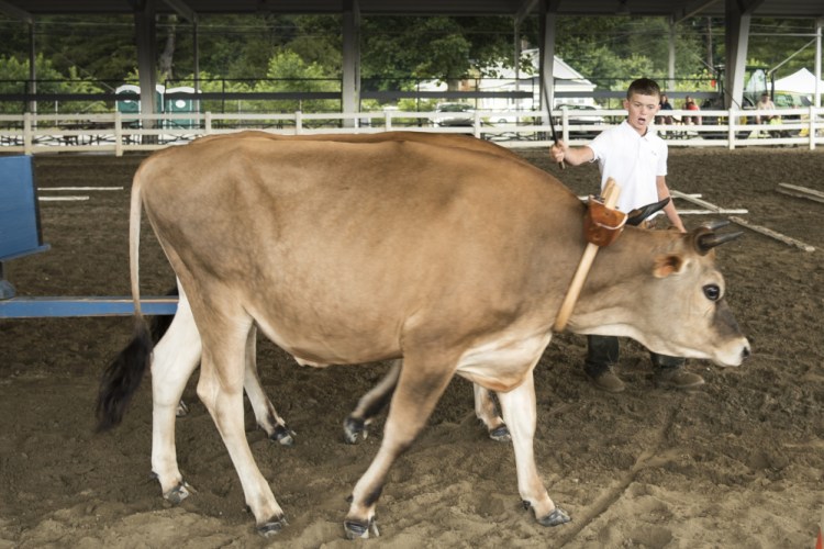 Nick Stitham, 11, of Newport, competes in a steer competition at the Skowhegan State Fair this week. The 4-H contestant was required to maneuver his cattle attached to a wagon around obstacles and turn and park the cart in under five minutes.