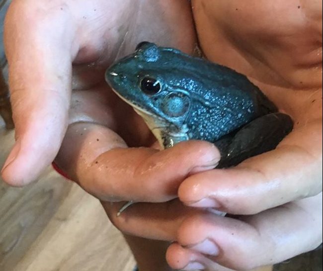 Konor Dyer, 14, of Strong, recently found this rare blue-colored frog in the woods while searching for an entry in a frog jumping contest.
