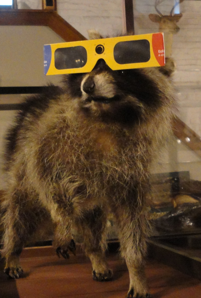 Roscoe the museum raccoon tries out his solar-viewing glasses.