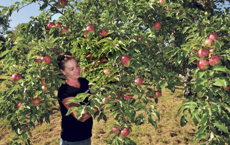 Heather Davis inspects Wolf River apples ripening at Cayford Orchards in Skowhegan on Monday. Davis said the amount of rain this year is more than  last year and credits deep-rooted apple trees to find water.