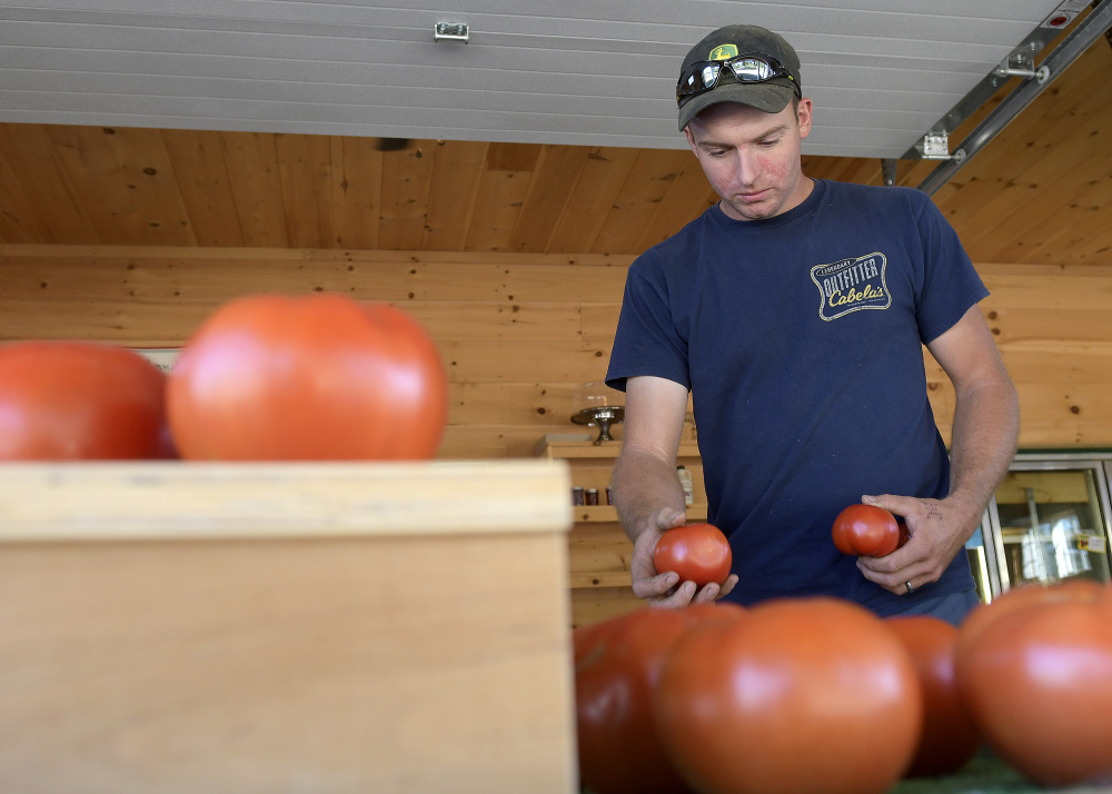 Steve Christianson sorts tomatoes Monday at the farm he operates with his wife, Caroline, in Readfield. Christianson said conditions at Christianson Farm are dry but not as drastic as the drought last year.