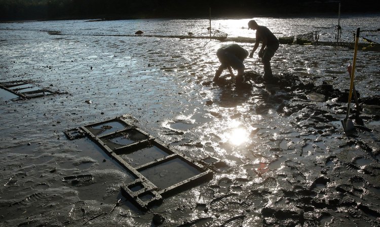Mick Devin, a Newcastle marine biologist and Dana Morse, an extension associate with Maine Sea Grant and the University of Maine Cooperative Extension, place razor clams into a test area at Lowe's Cove near the Darling Marine Center in 2015. 