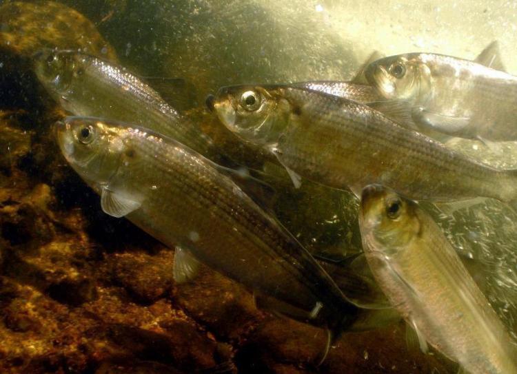 Alewives, a species of river herring, swim at a fish run in North Kingstown, R.I. The National Marine Fisheries Service is looking at the health of the alewife and blueback herring populations to determine whether they should be listed as endangered.