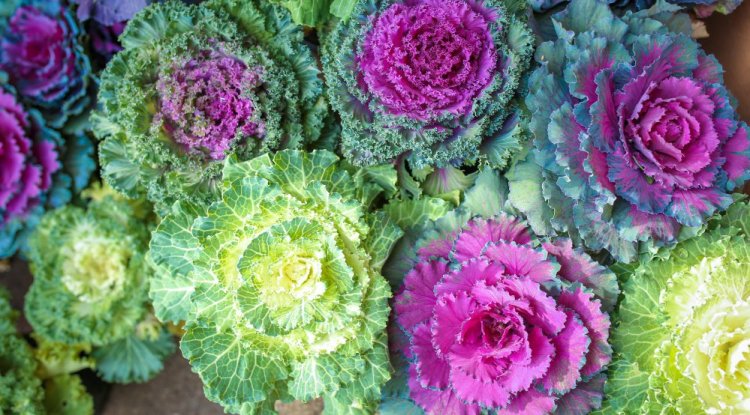 Ornamental kale and cabbage are all about looks. Photo by Yuwadee/Shutterstock.com