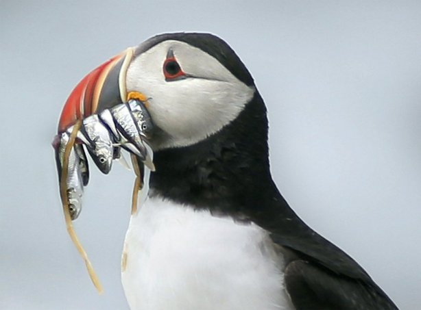 A puffin on Eastern Egg Rock in Muscongus Bay holds white hake in its beak, one of the small fish favored by the seabirds that is threatened by the warming Gulf of Maine.
