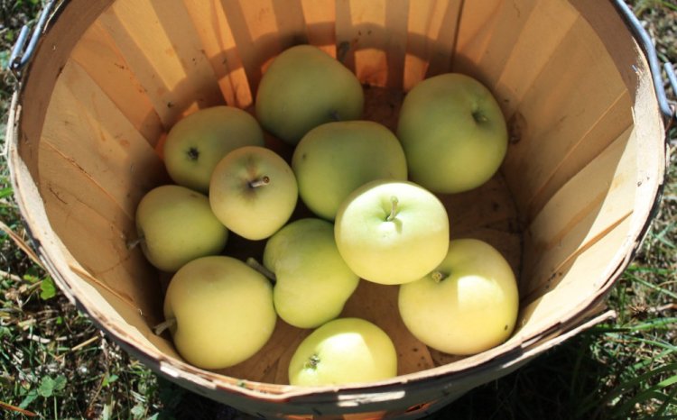 Yellow Transparent apples make superb applesauce.