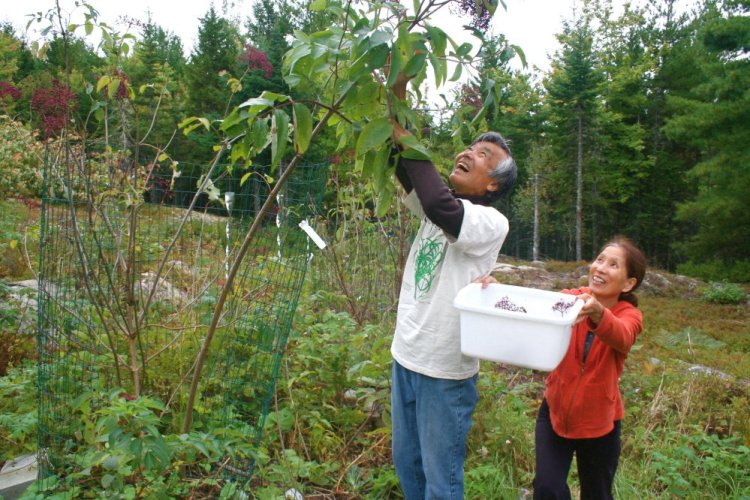 Concert pianist Masanobu Ikemiya and his wife, Tomoko, harvest elderberries on their homestead in Bar Harbor. They will teach a raw foods class on Sept. 22 at the Common Ground Country Fair.