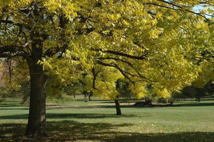 This undated photo provided by the Morton Arboretum in September 2012 shows blue ash trees (Fraxinus quadrangulata). On Thursday, Sept. 14, 2017, the International Union for the Conservation of Nature said five prominent species of ash tree in the eastern U.S. have been driven to the brink of extinction from years of lethal attack by the ash borer beetle. (Morton Arboretum via AP)