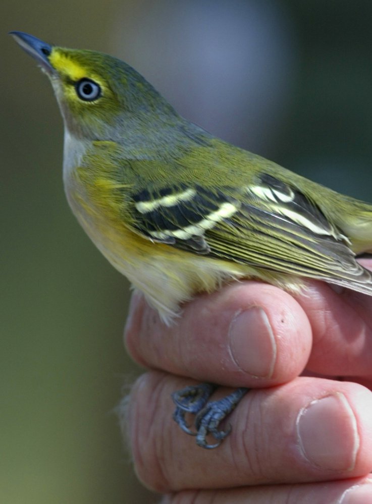 Populations of the white-eyed vireo and many other species have held up after significant natural disasters.